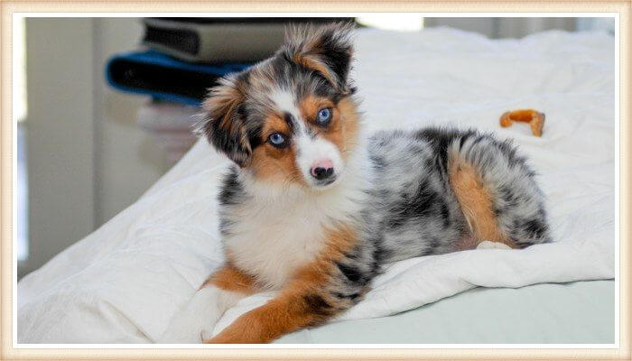 cachorro pastor australiano merle de ojos color azul cielo