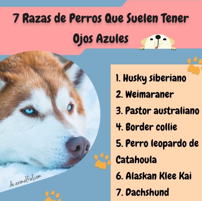 imagen-diseño razas de perros con ojos azules