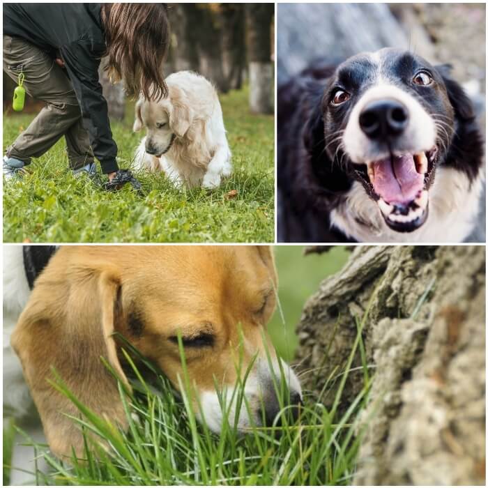 perro al aire libre olfateando la hierba