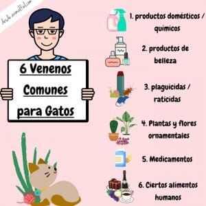 Envenenamiento en Gatos: Síntomas, Venenos Comunes + Qué Hacer
