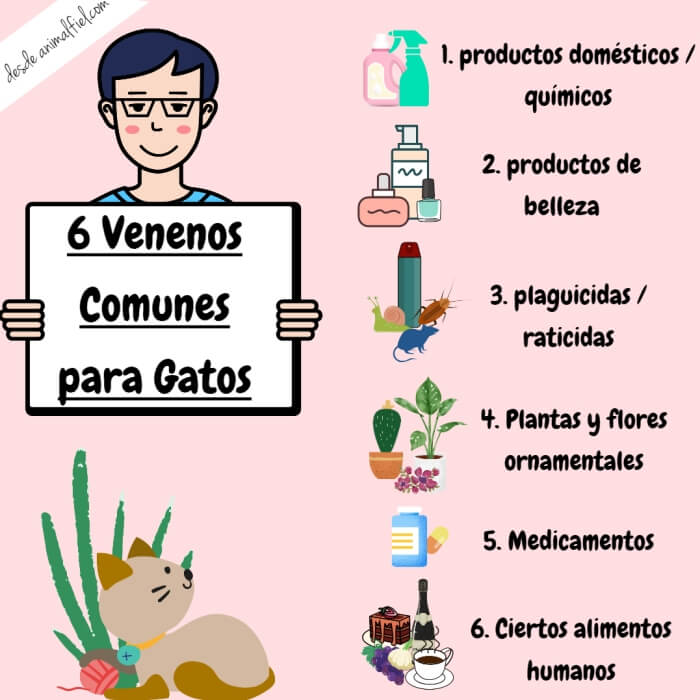 imagen diseño sobre tipos de venenos para gatos