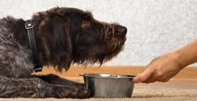 perro echado frente a su bowl de comida