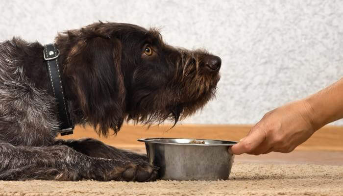 perro echado frente a su bowl de comida