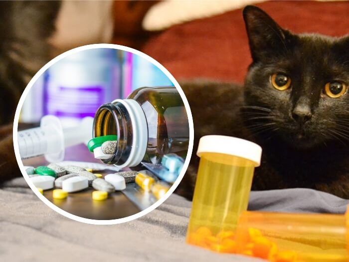 gato negro junto a contenedores de medicamentos