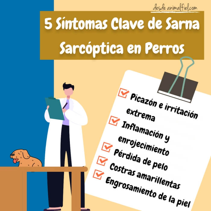 imagen-diseño síntomas de sarna sarcóptica canina