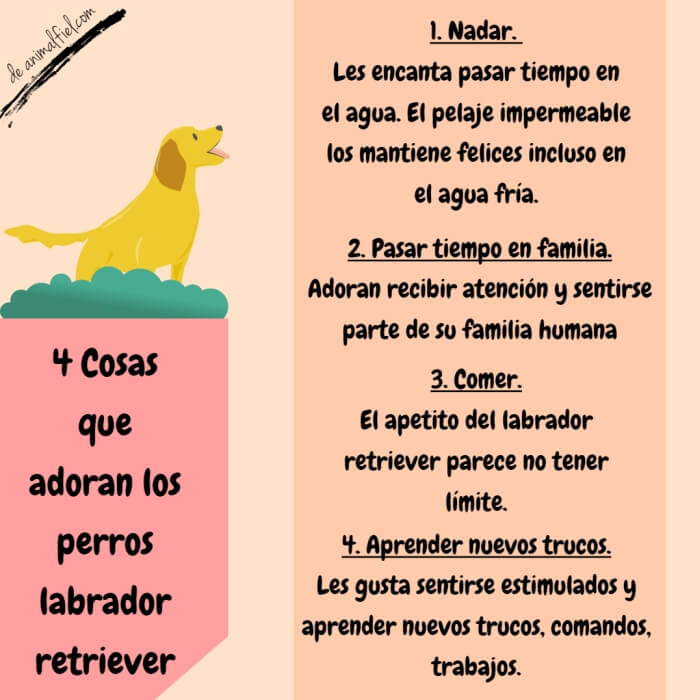 imagen-diseño gustos del labrador retriever