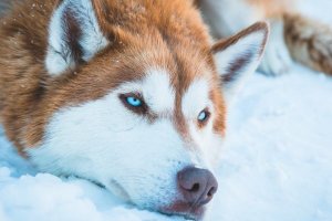 perro siberiano con ojos azules intensos