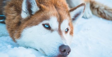 perro siberiano con ojos azules intensos