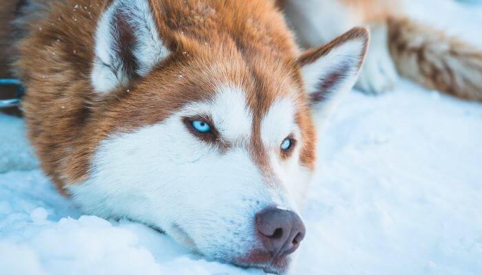 perro siberiano con ojos azules intensos