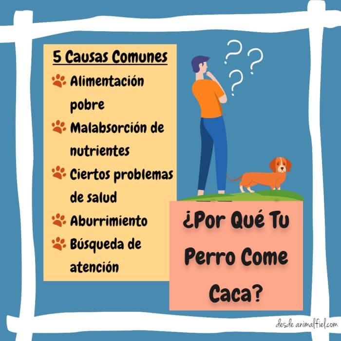 imagen-diseño los perros comen caca