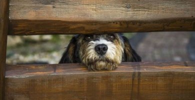 perro encerrado asomando la cabeza