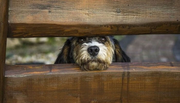 perro encerrado asomando la cabeza