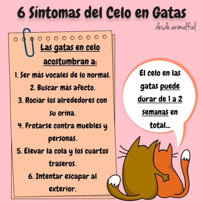 imagen diseño sobre el celo en gatas