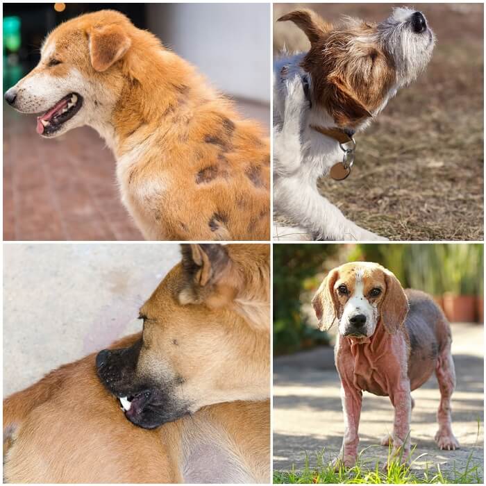 perro con parches de calvicie por sarna sarcóptica