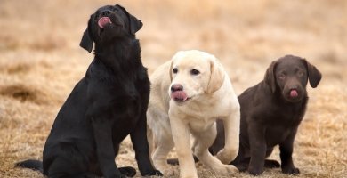 tres cachorros labradores de diferente color