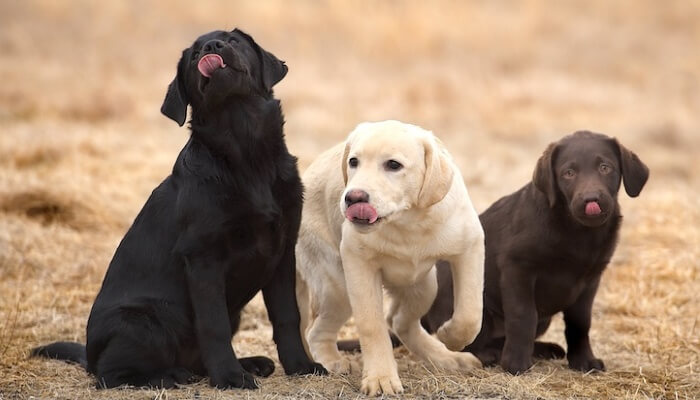 tres cachorros labradores de diferente color