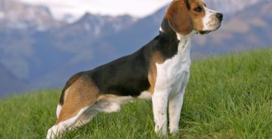 hermoso beagle erguido sobre el pasto