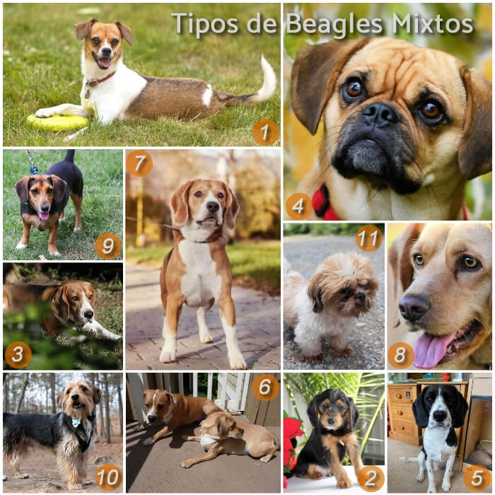 imagen collage con diferentes beagles mixtos