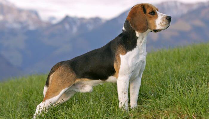 hermoso beagle erguido sobre el pasto