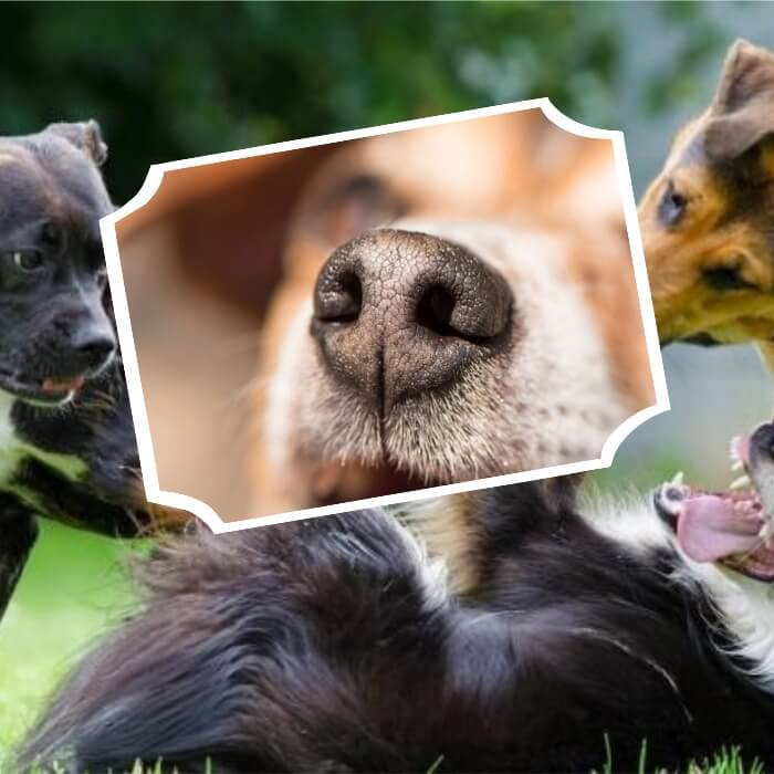 perros jugando al aire libre