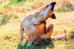 perro rascándose el cuello con la pata