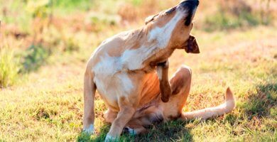 perro rascándose el cuello con la pata