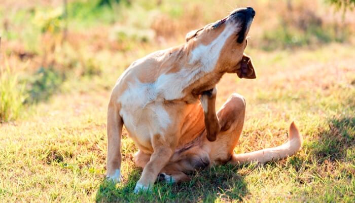 perro rascándose el cuello con la pata