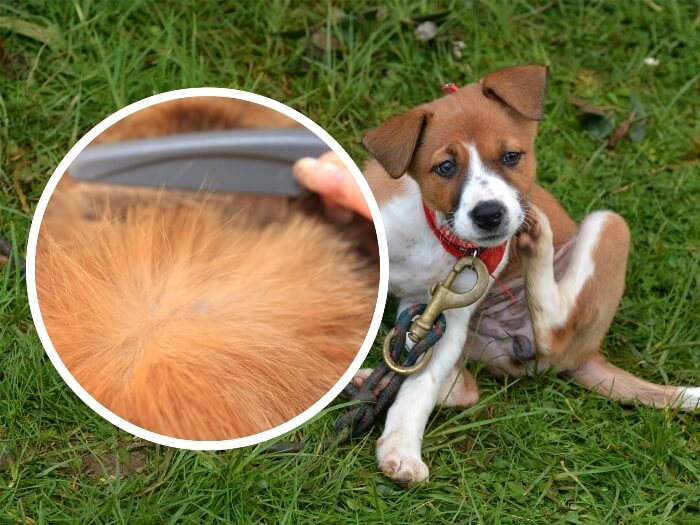 perro con picazón echado sobre la hierba 