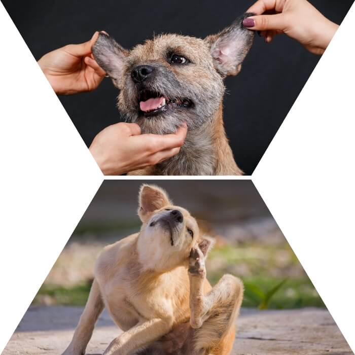 perro con sarna en el borde de las orejas