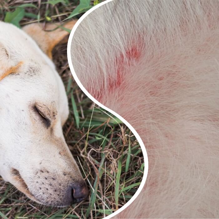 perro blanco con enrojecimiento en la piel