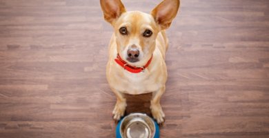 perro sentado frente a tazón de comida vacío