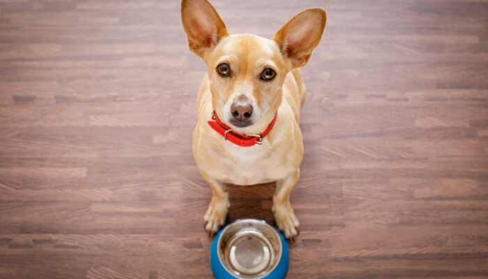 perro sentado frente a tazón de comida vacío