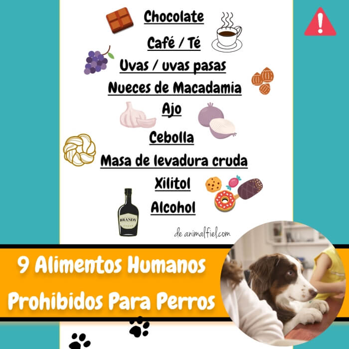 imagen-diseño alimentos humanos prohibidos para perros