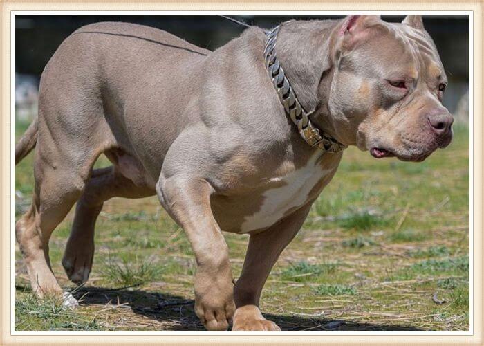 impresionante american bully XL caminando al aire libre