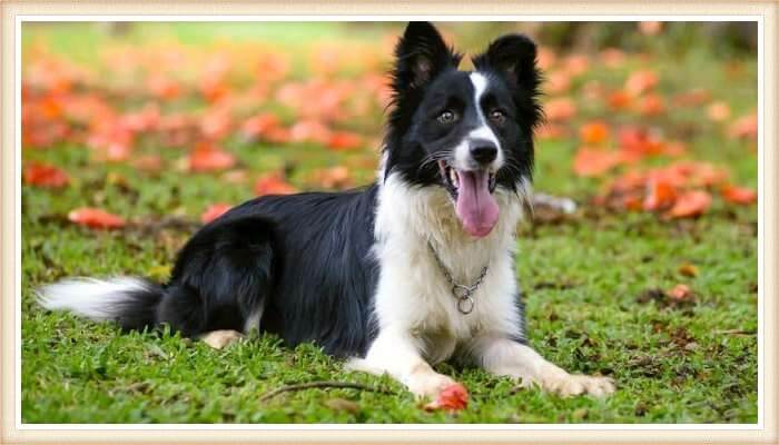 border collie con expresión facial aguda echado sobre el césped