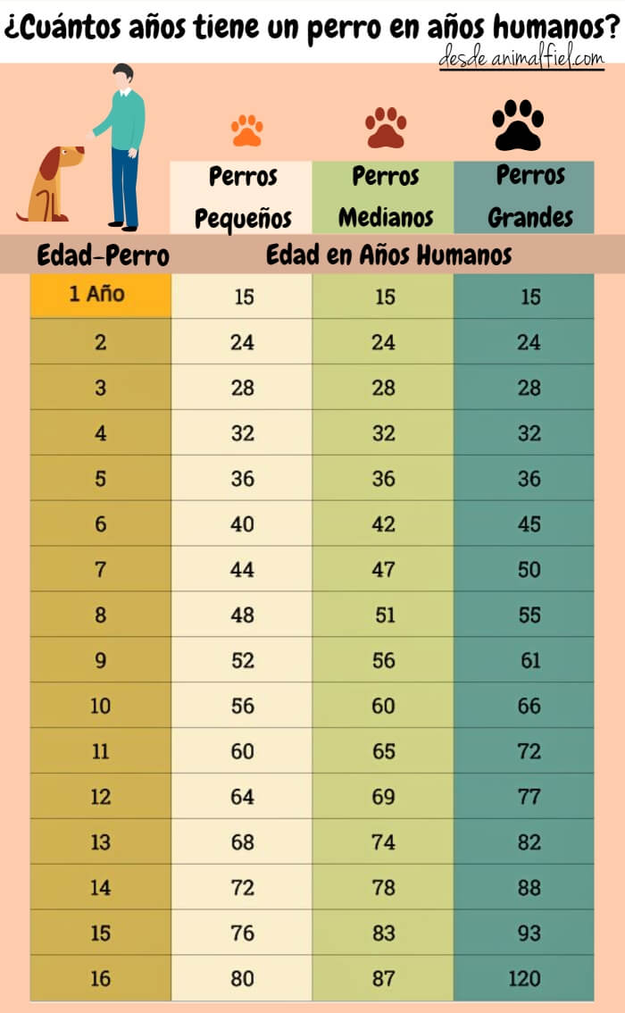 tabla comparativa - edad del perro en años humanos