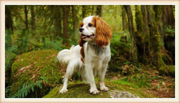 spaniel bicolor parado sobre roca al aire libre