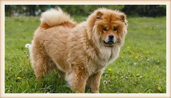 chow chow de cabeza leonada parado sobre el pasto