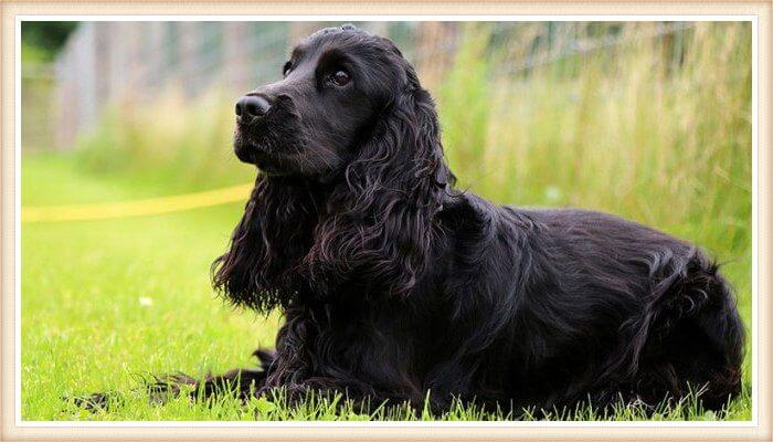 cocker spaniel negro de orejas peludas y abrigo ondulado