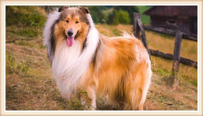 hermoso collie de pelaje largo y mullido con la lengua afuera