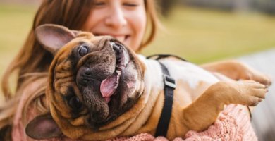 bulldog feliz en brazos de su dueña