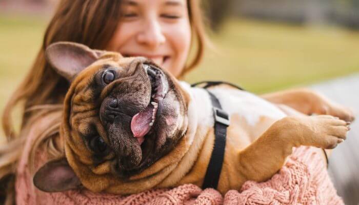 bulldog feliz en brazos de su dueña