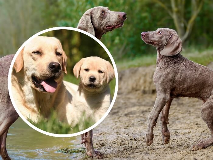 perro adulto y cachorro joven parados junto a un lago