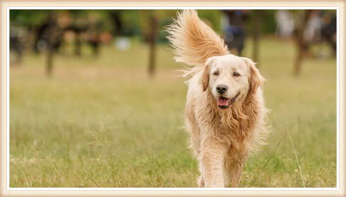 golden retriever sonriente caminando con cola plumosa levantada