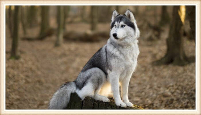 hermoso husky sentado sobre un tronco en el bosque