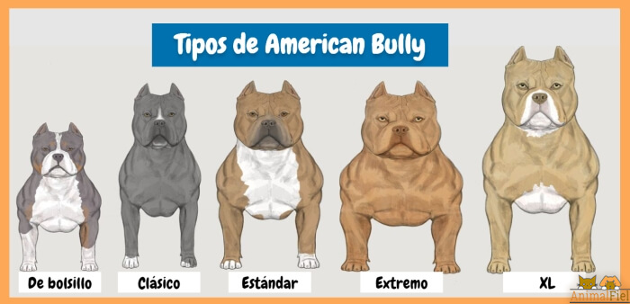 imagen comparativa entre tipos de american bully