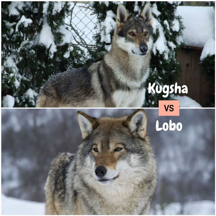 perro lobo kugsha erguido en patio nevado