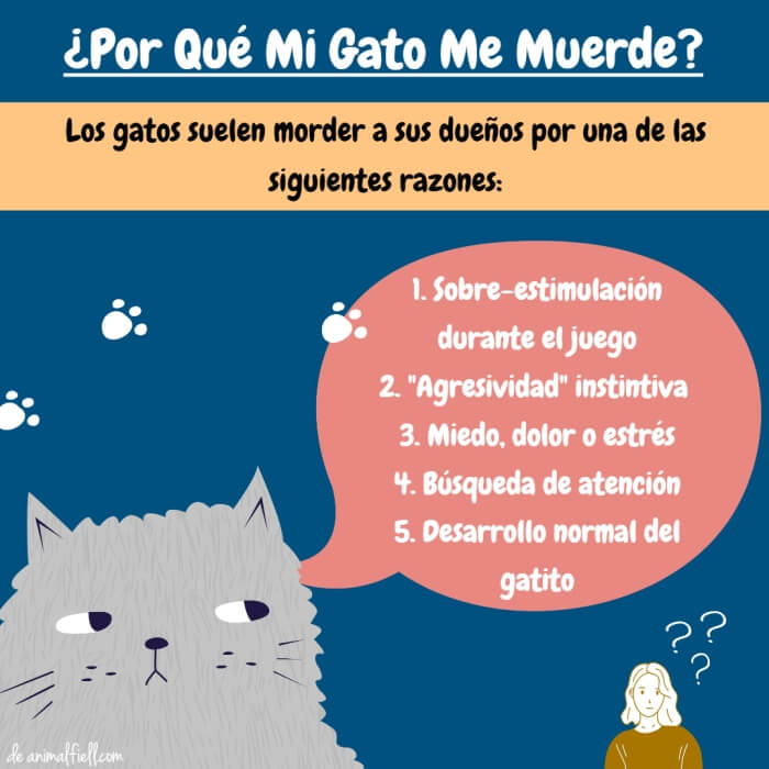 construir al límite fuente Mi Gato Me Muerde Sin Motivo – 5 Causas Comunes + Qué Hacer