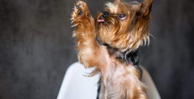 perrito mirando hacia arriba con la para levantada