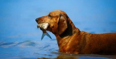 perro nadando con pescado en la boca